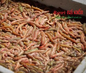 Rươi bổ dưỡng nhưng không phải ai cũng ăn được đặc sản hấp dẫn này
